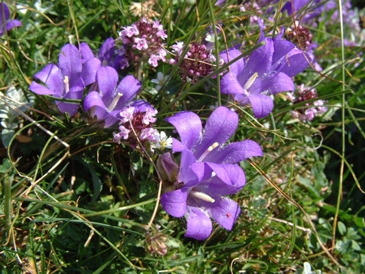 Edraianthus graminifolius / Campanula graminifolia